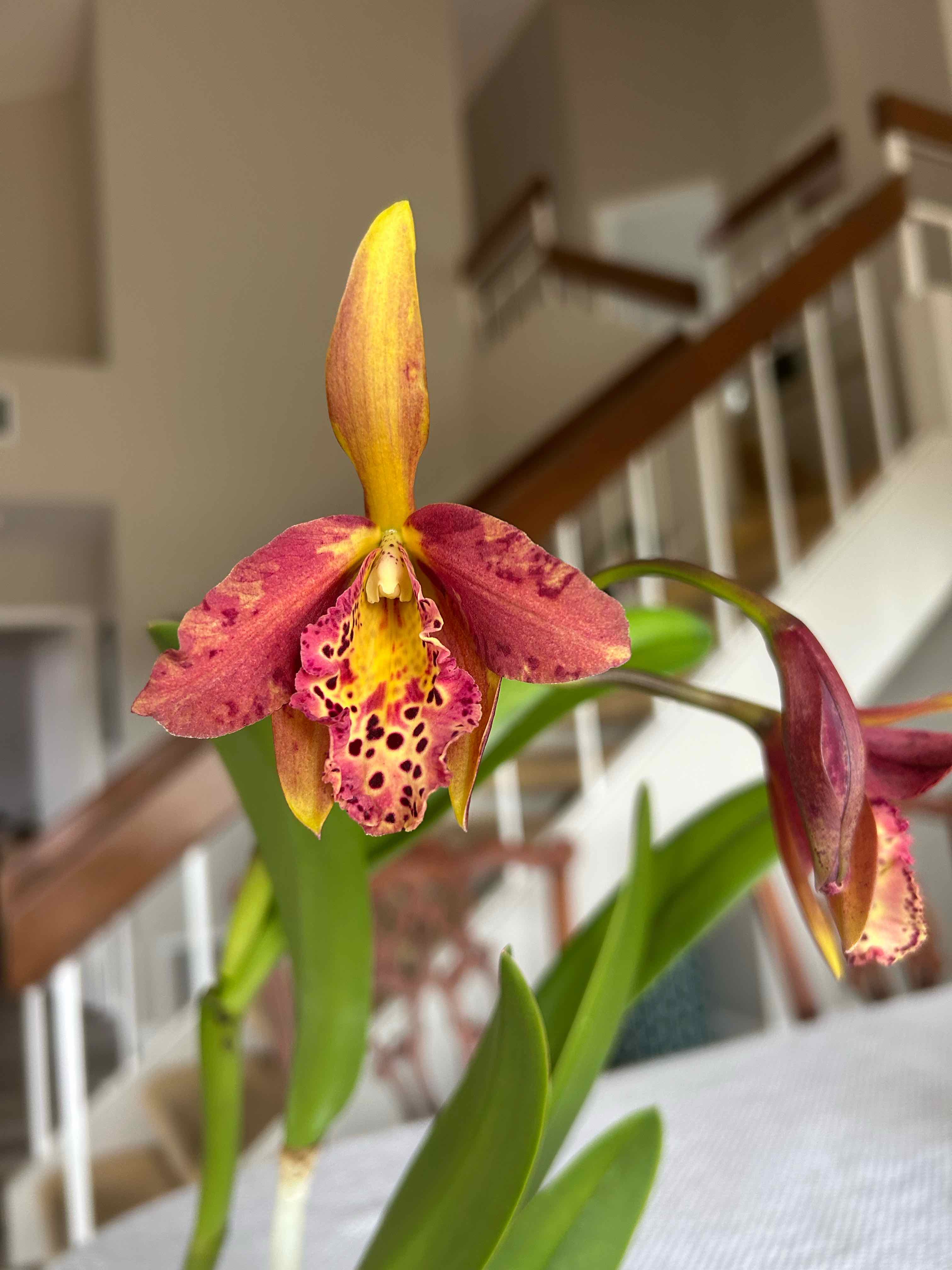 Photo of the plant species Ruby Orchid by @MariansOasis named Copper Queen on Greg, the plant care app