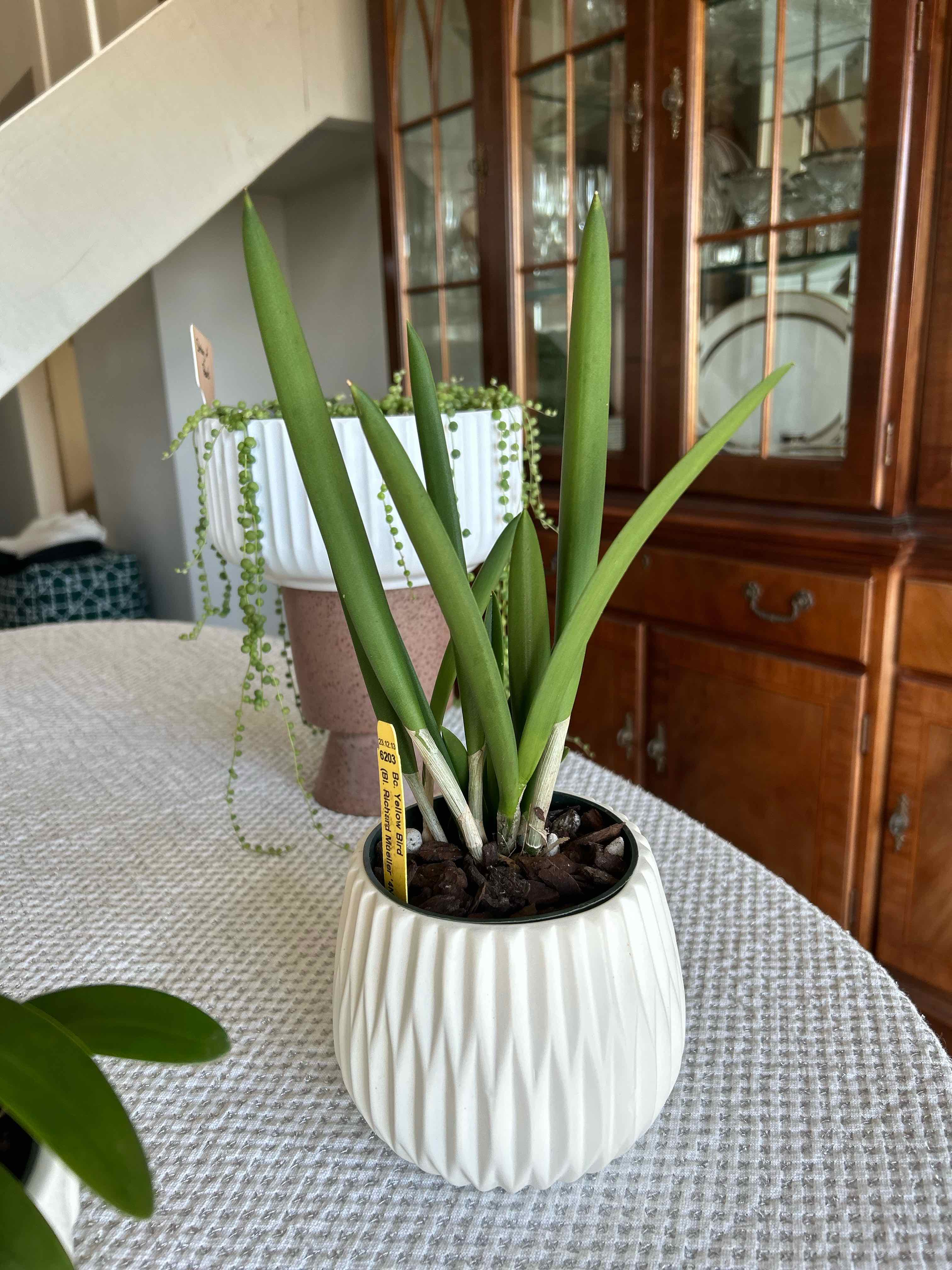 Photo of the plant species Brassocattleya 'Yellow Bird' by @MariansOasis named Yellow Bird on Greg, the plant care app
