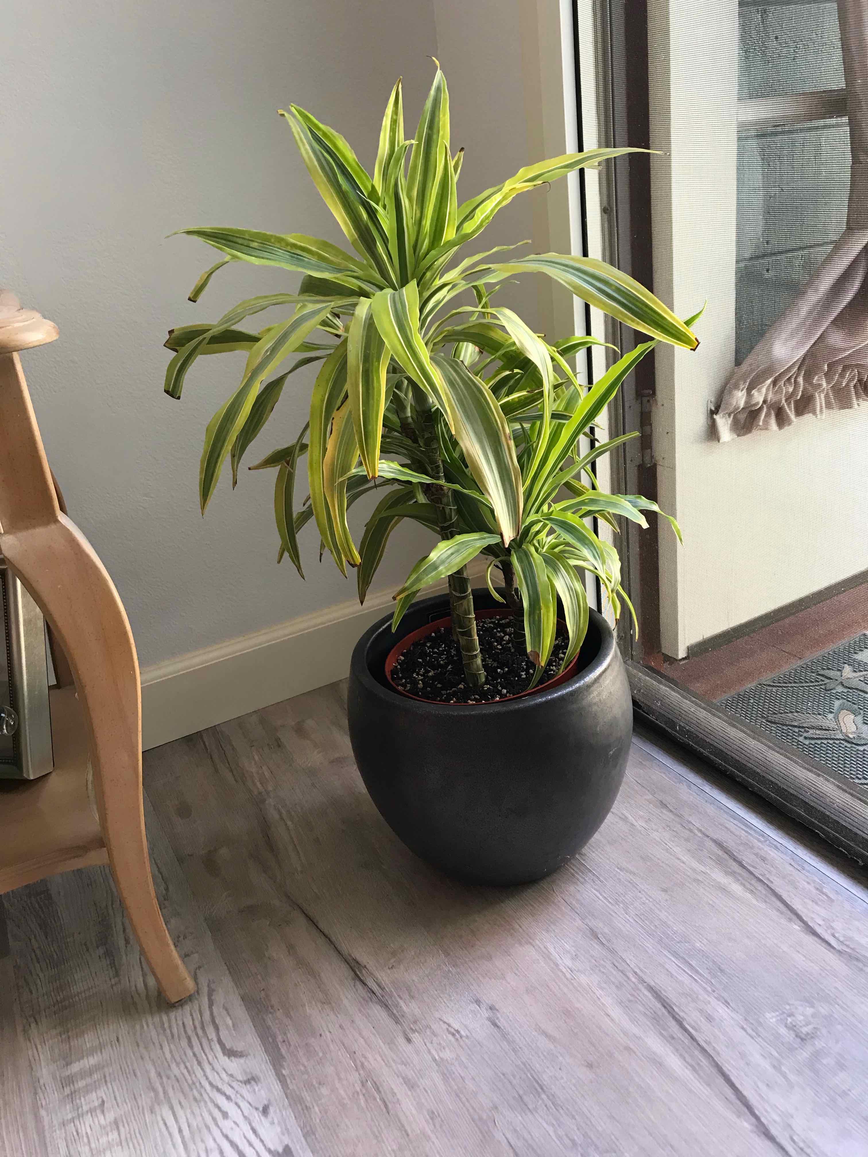 Cornstalk Dracaena plant photo by @MariansOasis named Lemon Lime on Greg, the plant care app.