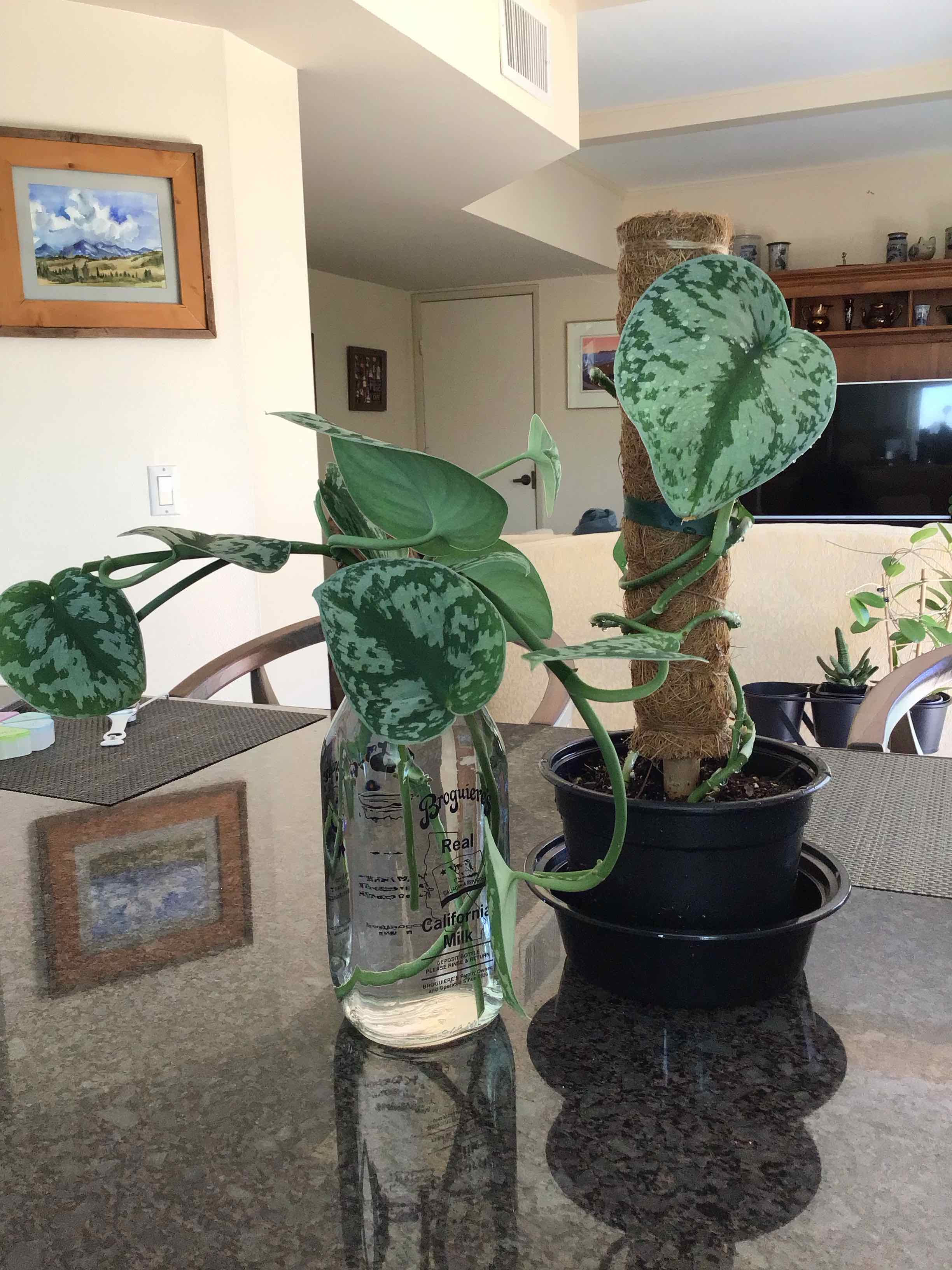 Satin Pothos plant photo by @MariansOasis named Silver Fox on Greg, the plant care app.