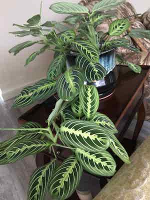 Green Prayer Plant plant photo by Mariansoasis named My Baby Doll on Greg, the plant care app.