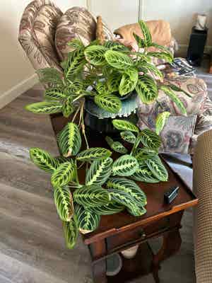 Green Prayer Plant plant photo by @MariansOasis named My Baby Doll on Greg, the plant care app.