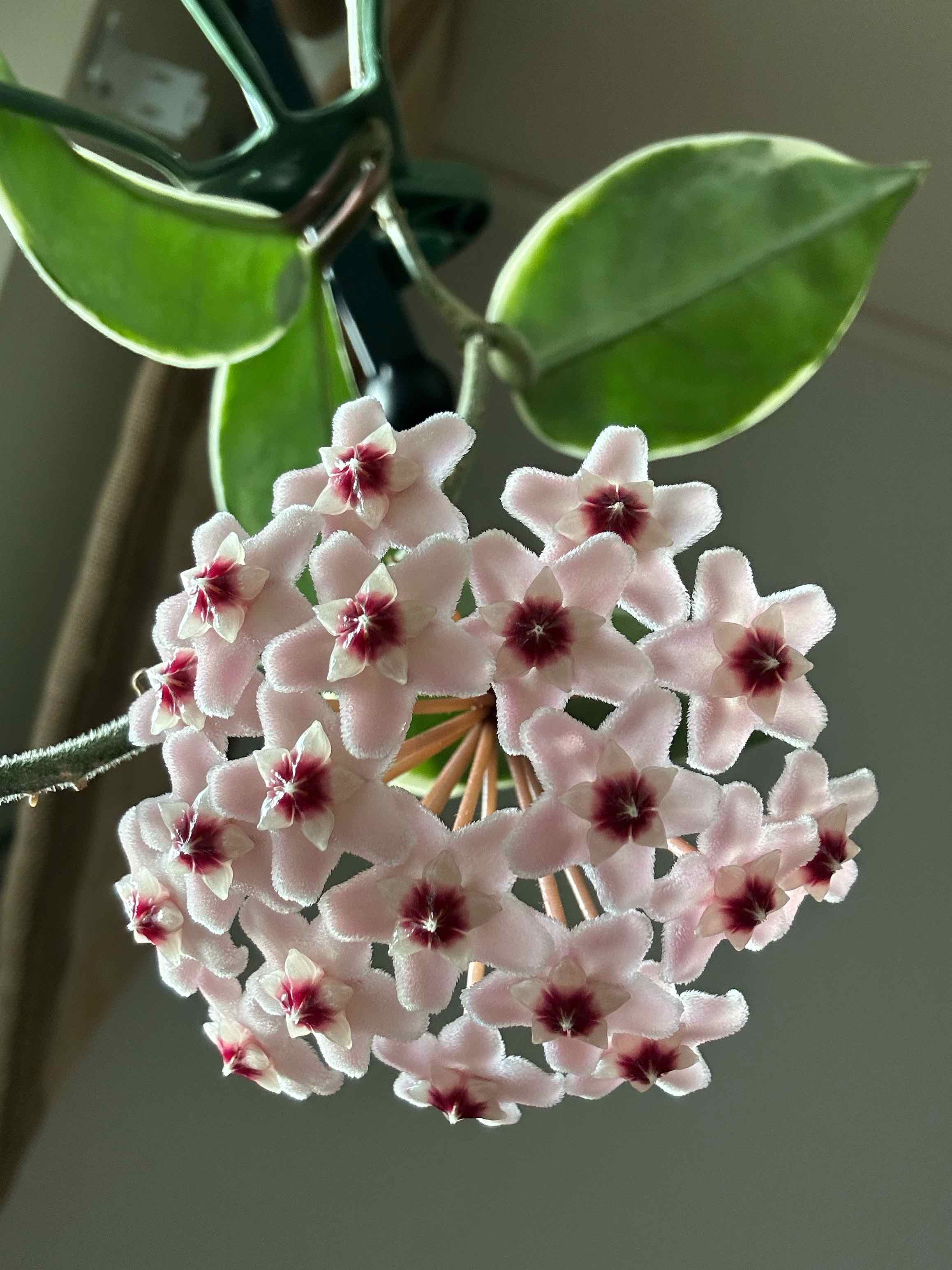 Waxplant plant photo by @MariansOasis named Belle on Greg, the plant care app.