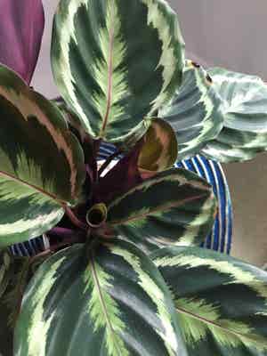 Calathea 'Medallion' plant photo by @MariansOasis named VS Code Red on Greg, the plant care app.