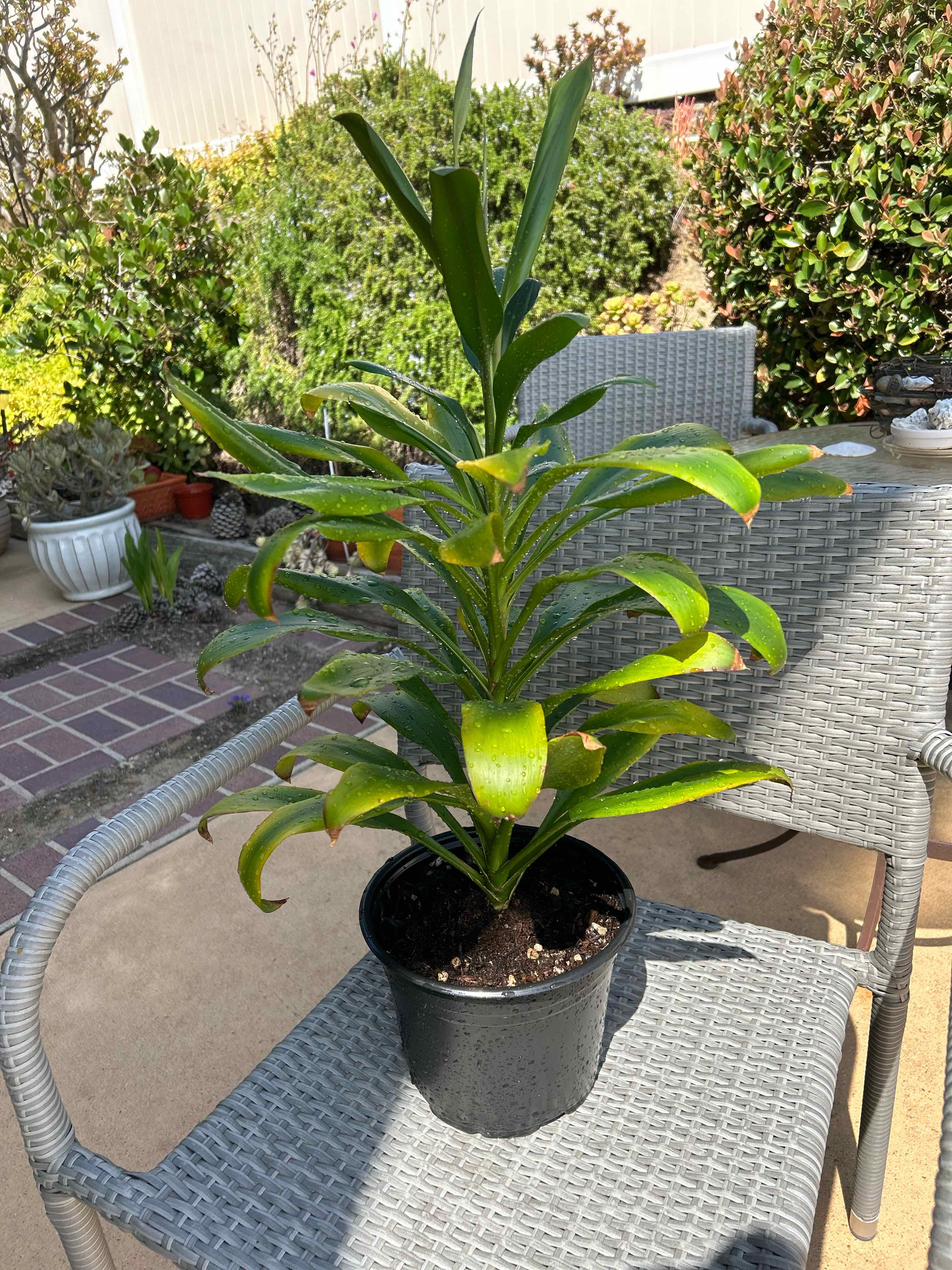 Ti Plant plant photo by @MariansOasis named Corlanne on Greg, the plant care app.