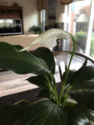 Peace Lily plant photo by @MariansOasis named Lillian on Greg, the plant care app.