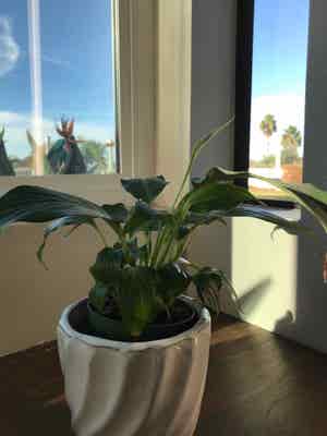 Peace Lily plant photo by Mariansoasis named Lillian on Greg, the plant care app.