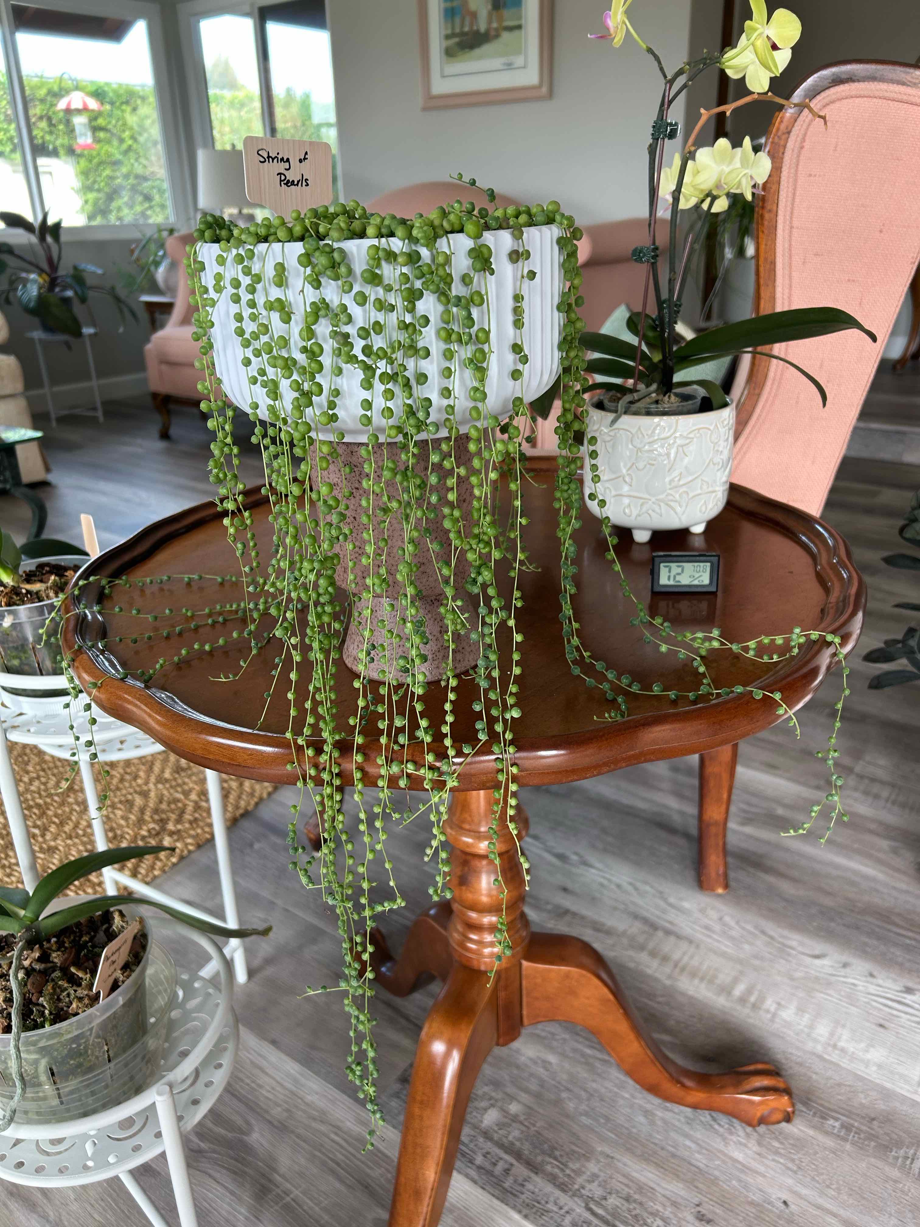 String of Pearls plant photo by @MariansOasis named Pearlita on Greg, the plant care app.