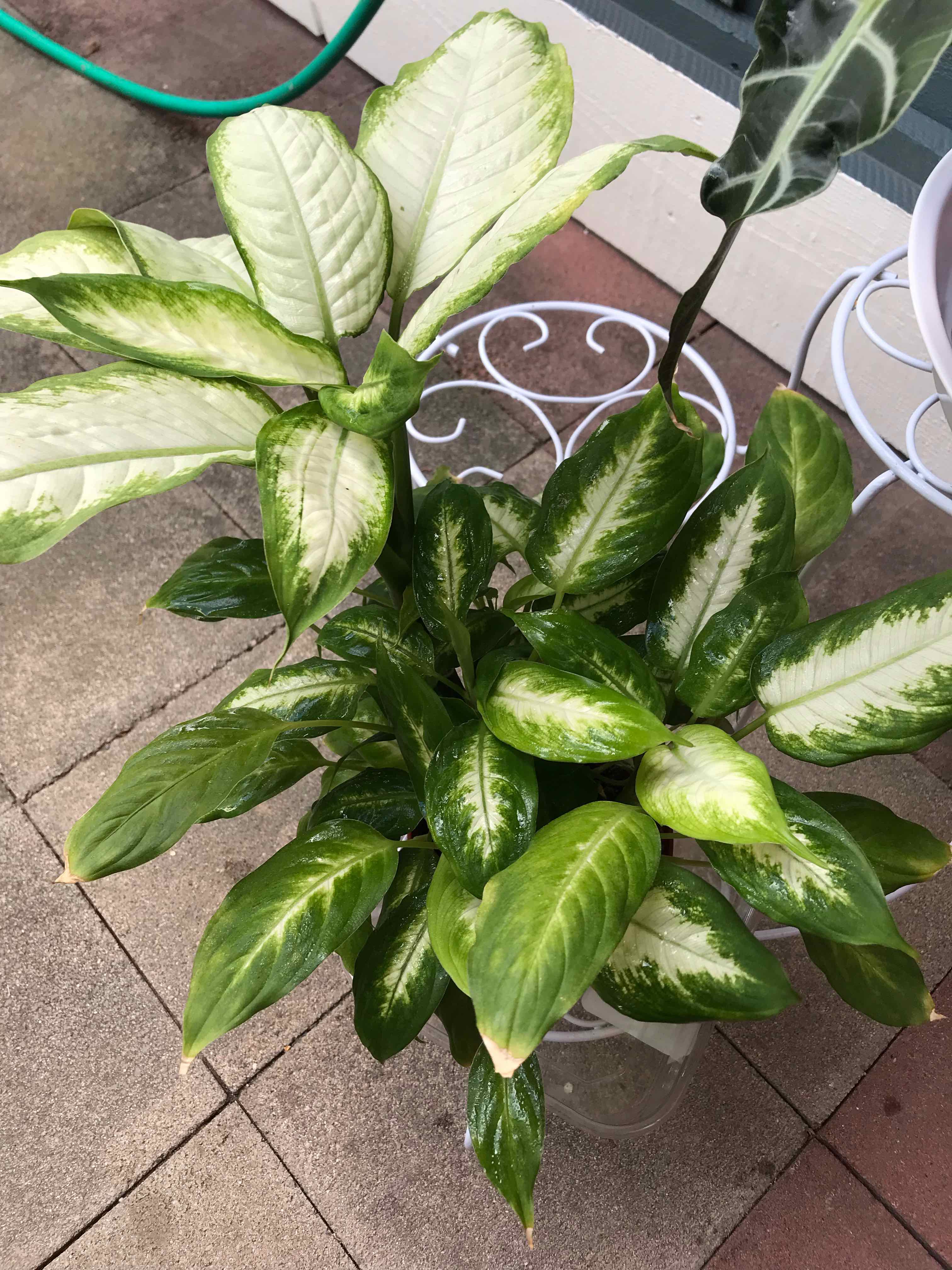 Dieffenbachia plant photo by @MariansOasis named Jaime Tart on Greg, the plant care app.