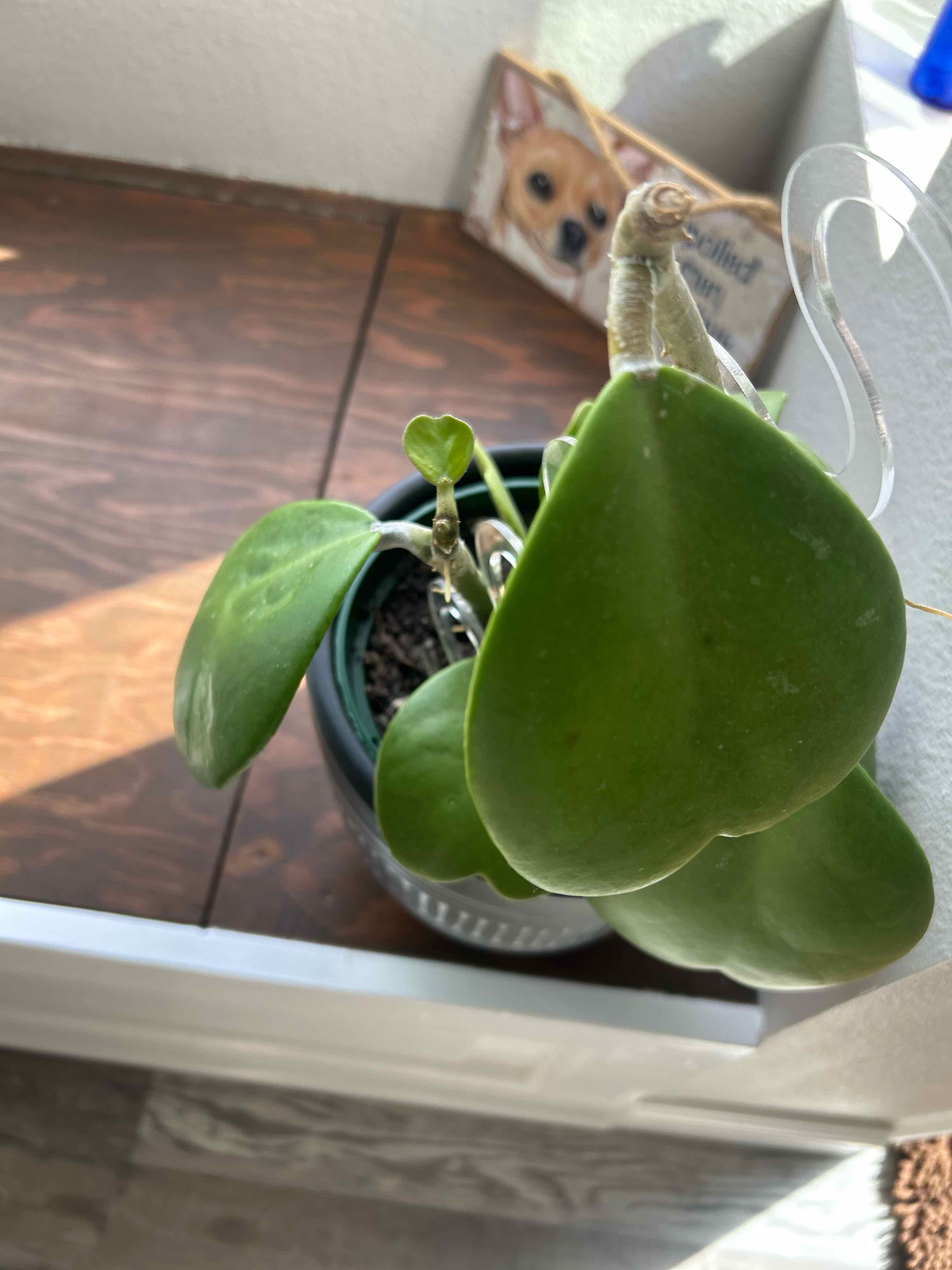 Sweetheart Hoya plant photo by @MariansOasis named Chubby Baby on Greg, the plant care app.