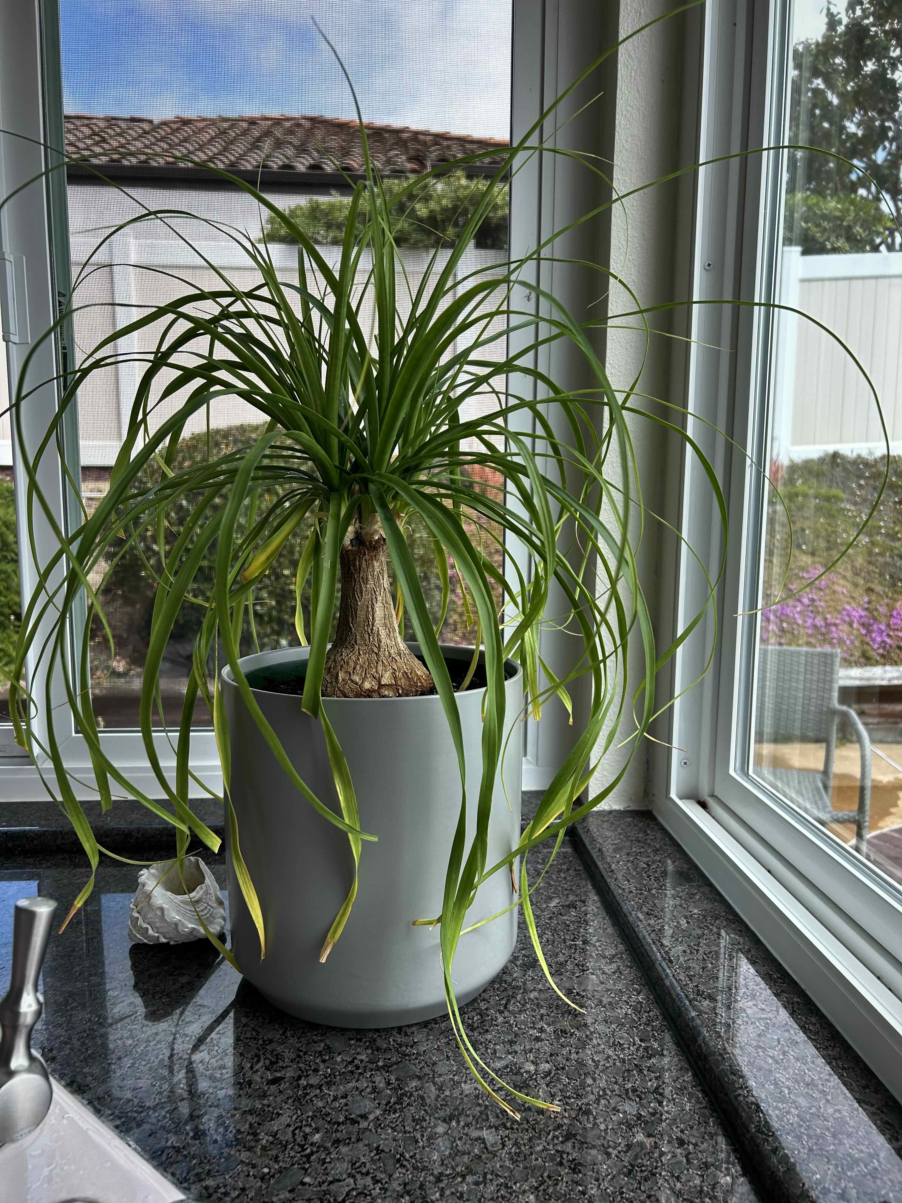 Ponytail Palm plant photo by @MariansOasis named Barbie on Greg, the plant care app.