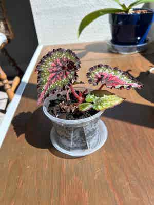 Rex Begonia plant photo by @MariansOasis named Eliza on Greg, the plant care app.