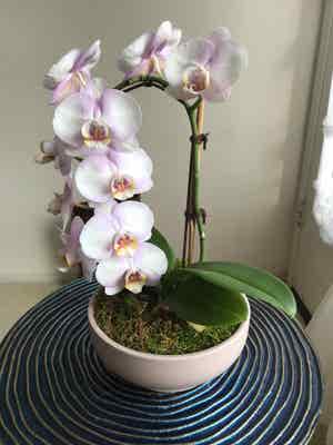 Phalaenopsis Orchid plant photo by @MariansOasis named Emiko on Greg, the plant care app.