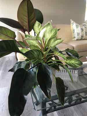 Philodendron Birkin plant photo by @MariansOasis named Gavin on Greg, the plant care app.