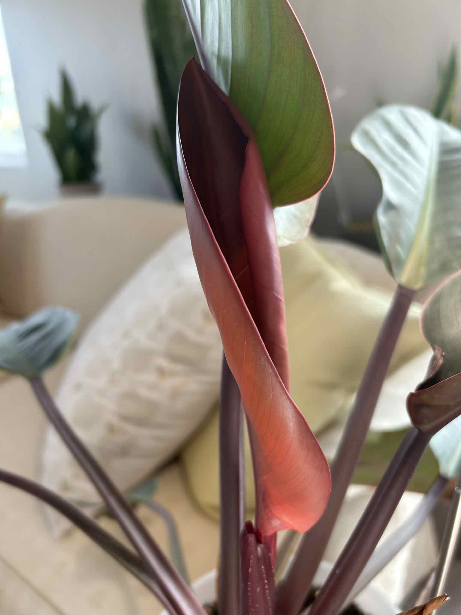 Philodendron 'Red Congo' plant photo by @MariansOasis named Gavin on Greg, the plant care app.