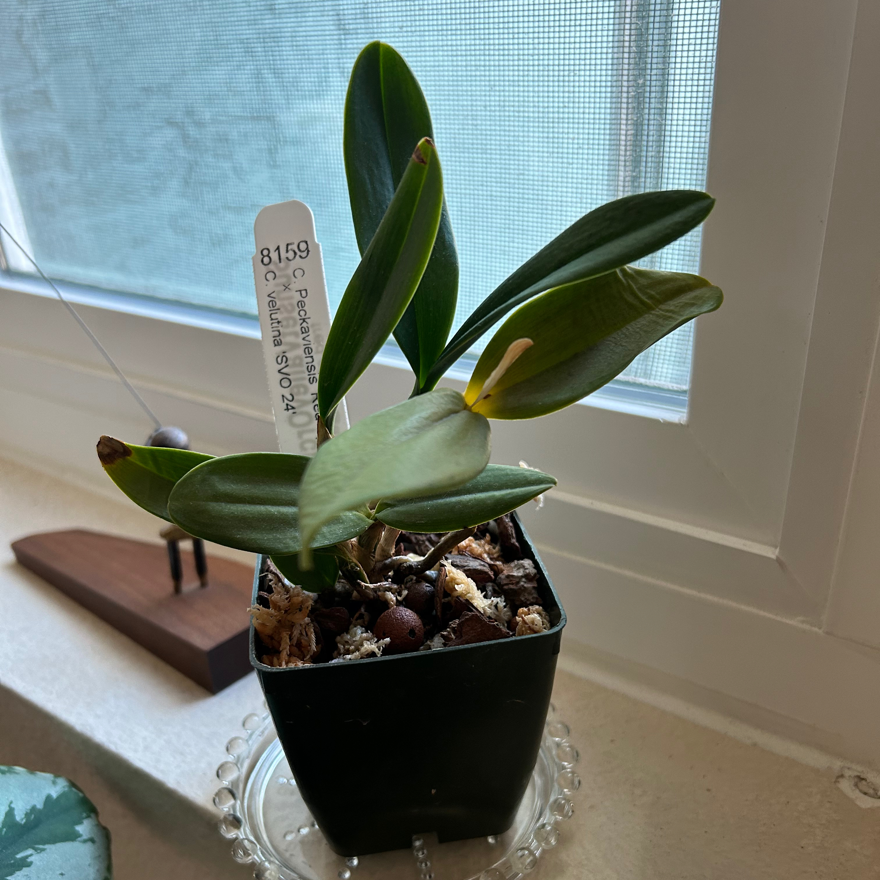 Cattleya Orchid in a small pot on a windowsill with slight yellowing on one leaf.