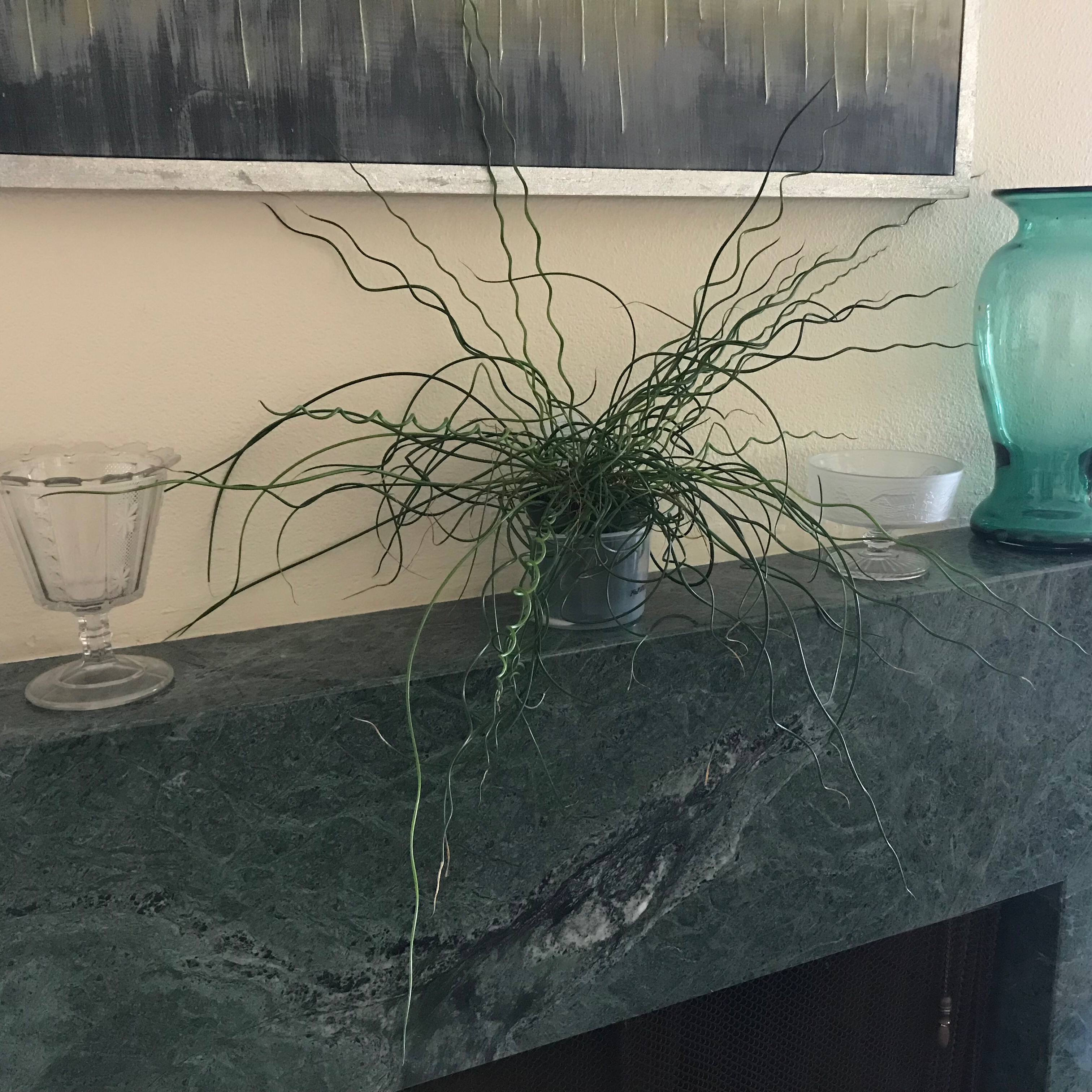 Corkscrew rush plant on a green marble surface with twisted stems.