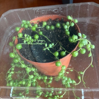 String of Pearls plant in Solana Beach, California