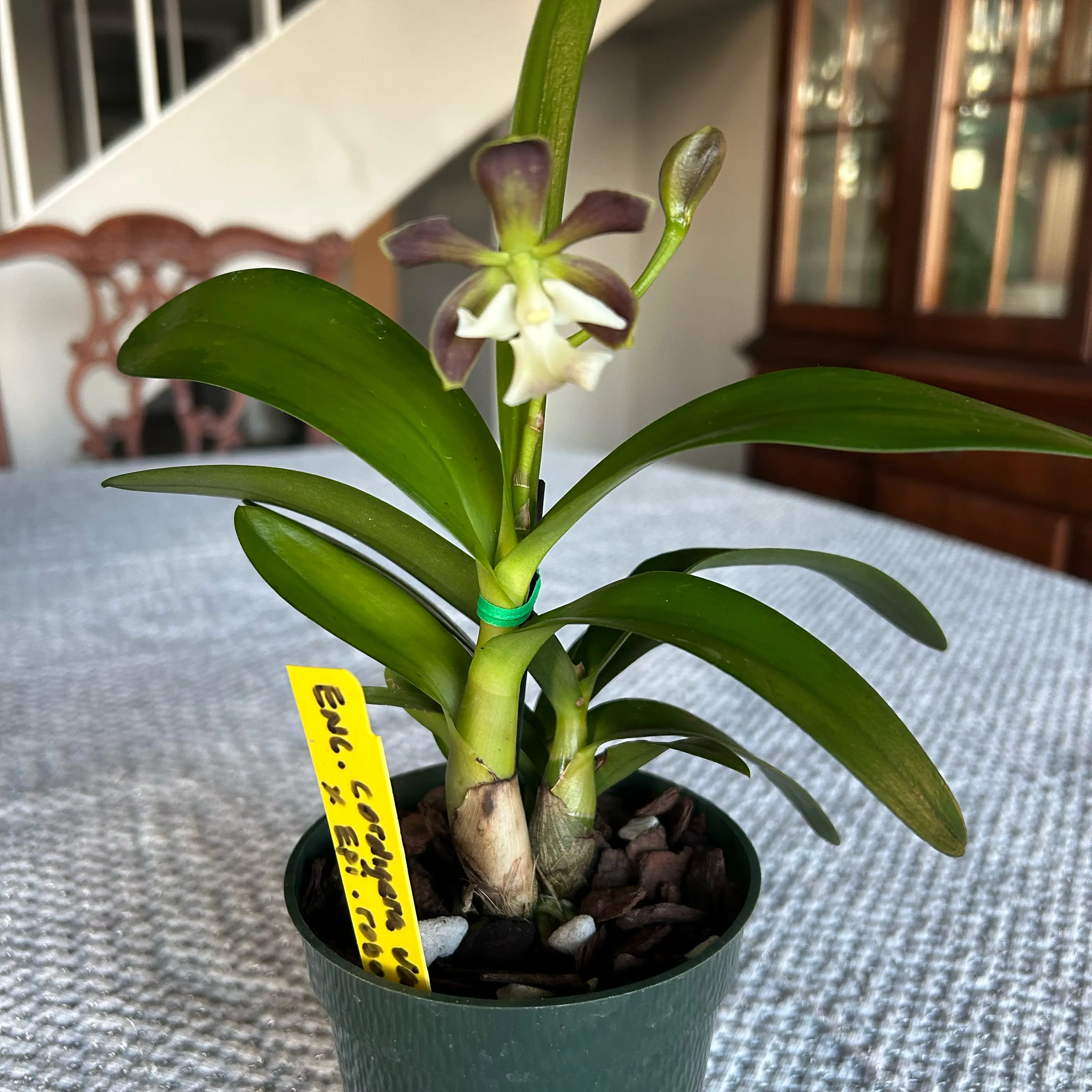 Photo of the plant species Encyclia by @MariansOasis named Mr. Heckles on Greg, the plant care app