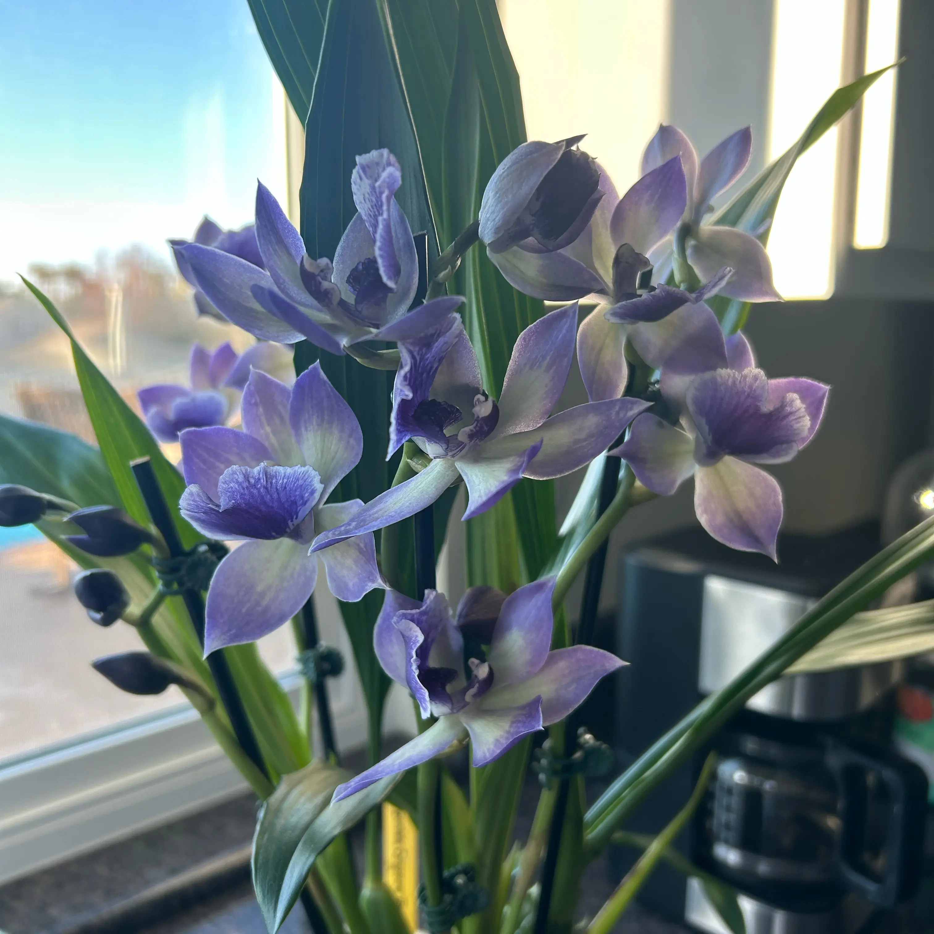 Photo of the plant species Zygonisia Cynosure 'Blue Birds' by @MariansOasis named Zaria on Greg, the plant care app
