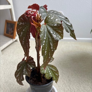 Polka Dot Begonia plant photo by @MariansOasis named Cher on Greg, the plant care app.