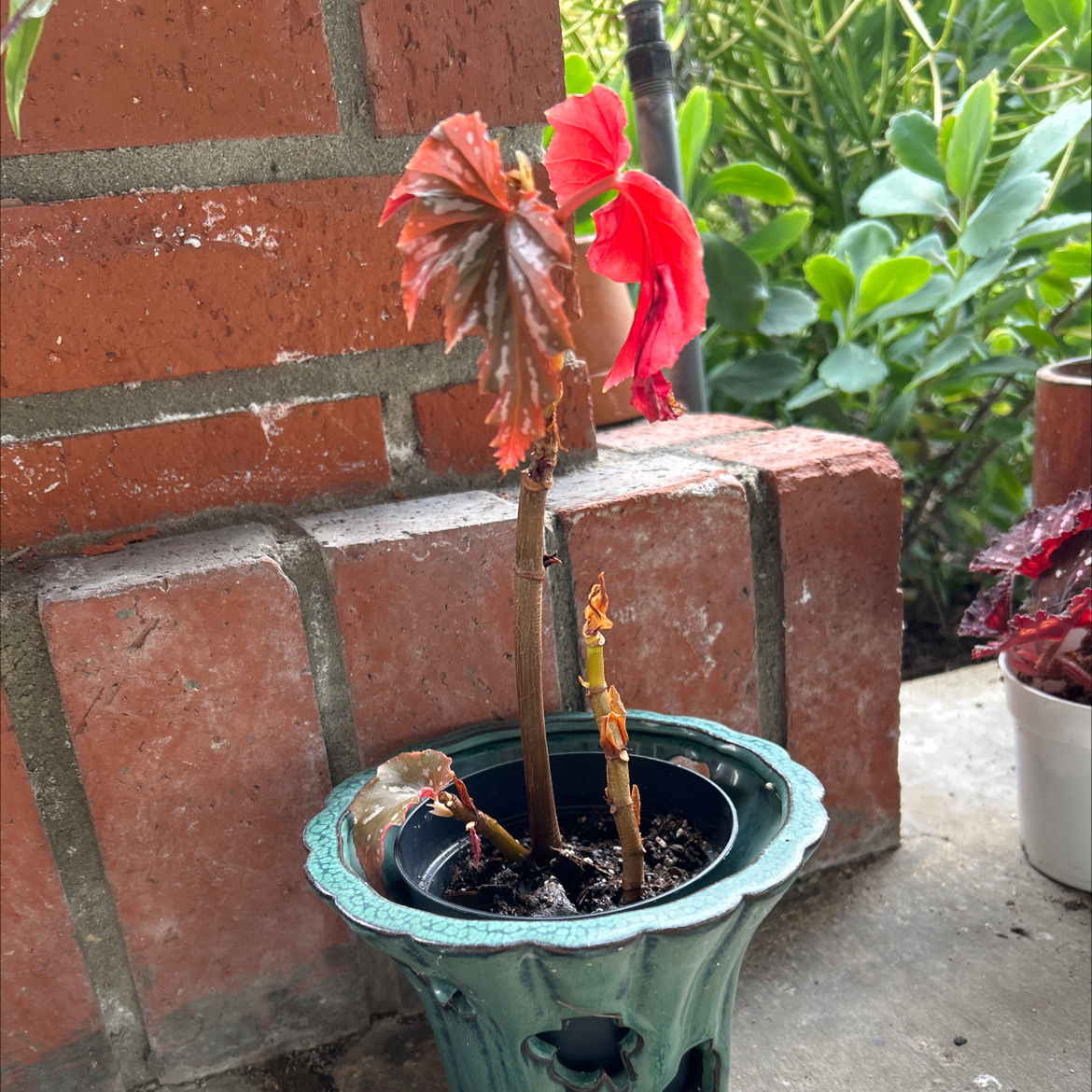 Polka Dot Begonia plant photo by @MariansOasis named Cher on Greg, the plant care app.