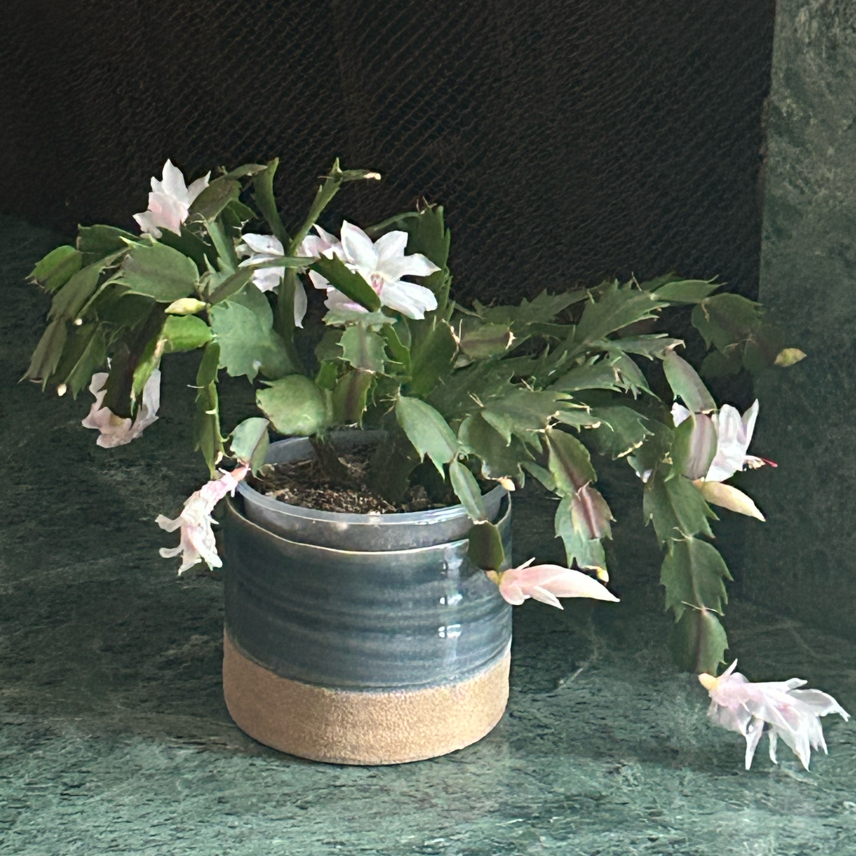 False Christmas Cactus plant photo by @MariansOasis named Christmas Cactus on Greg, the plant care app.