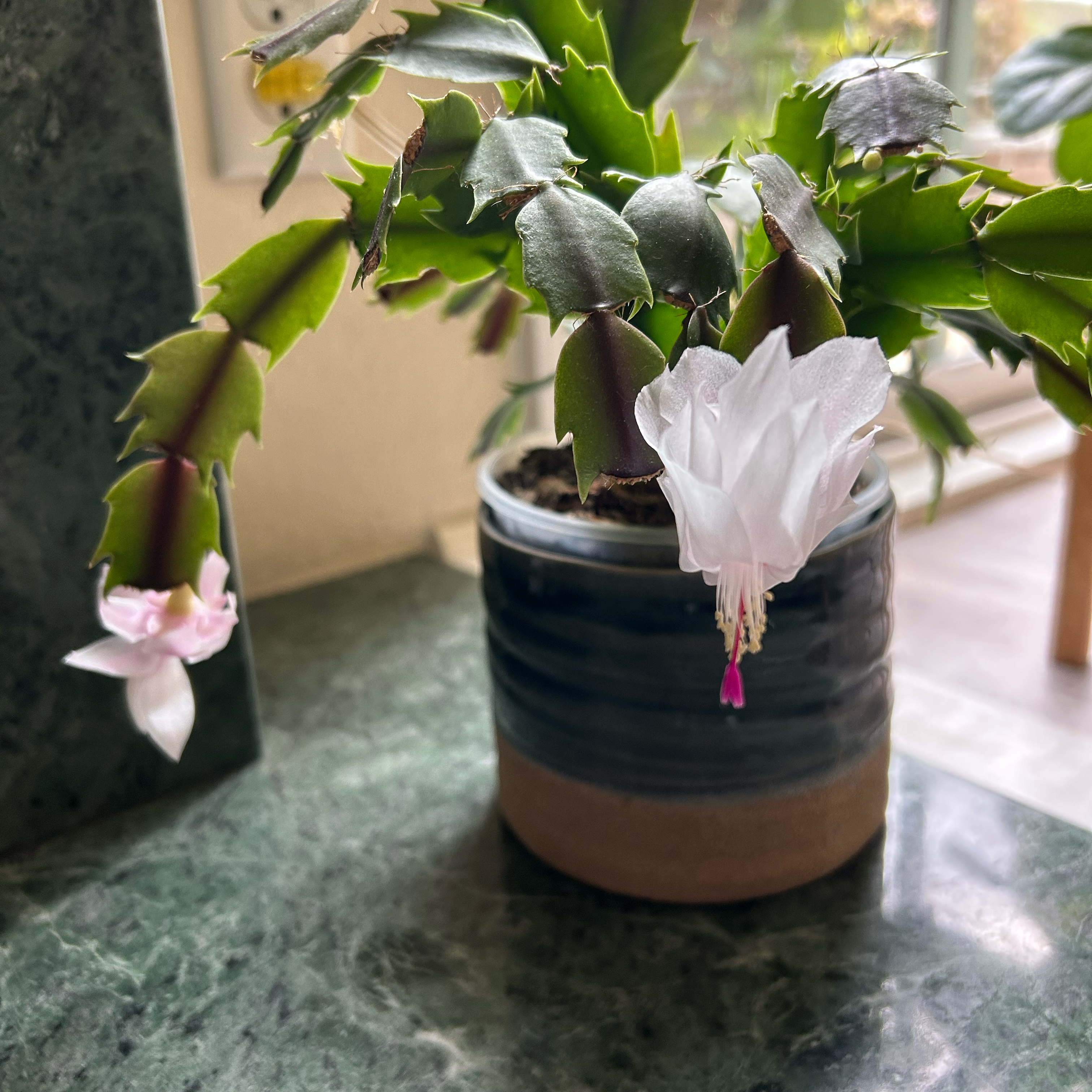 Thanksgiving Cactus plant photo by @MariansOasis named Christmas Cactus on Greg, the plant care app.