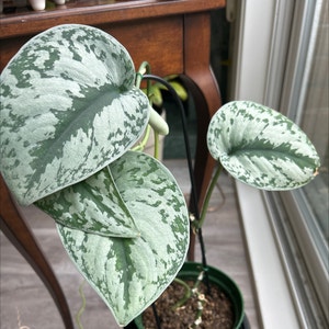 Satin Pothos plant photo by @MariansOasis named Silver Fox on Greg, the plant care app.
