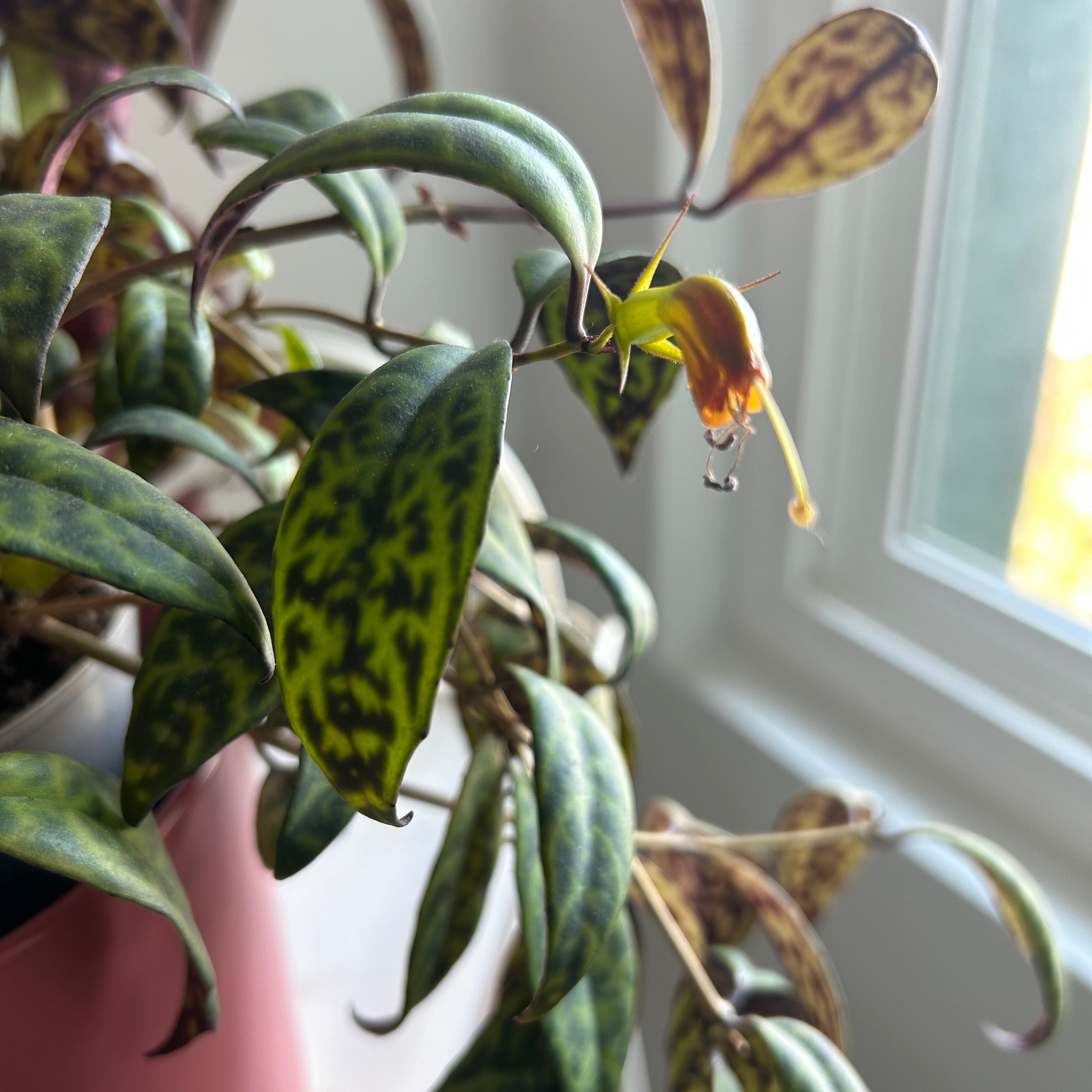 Propagating Black Pagoda Lipstick Plant The Ultimate Guide