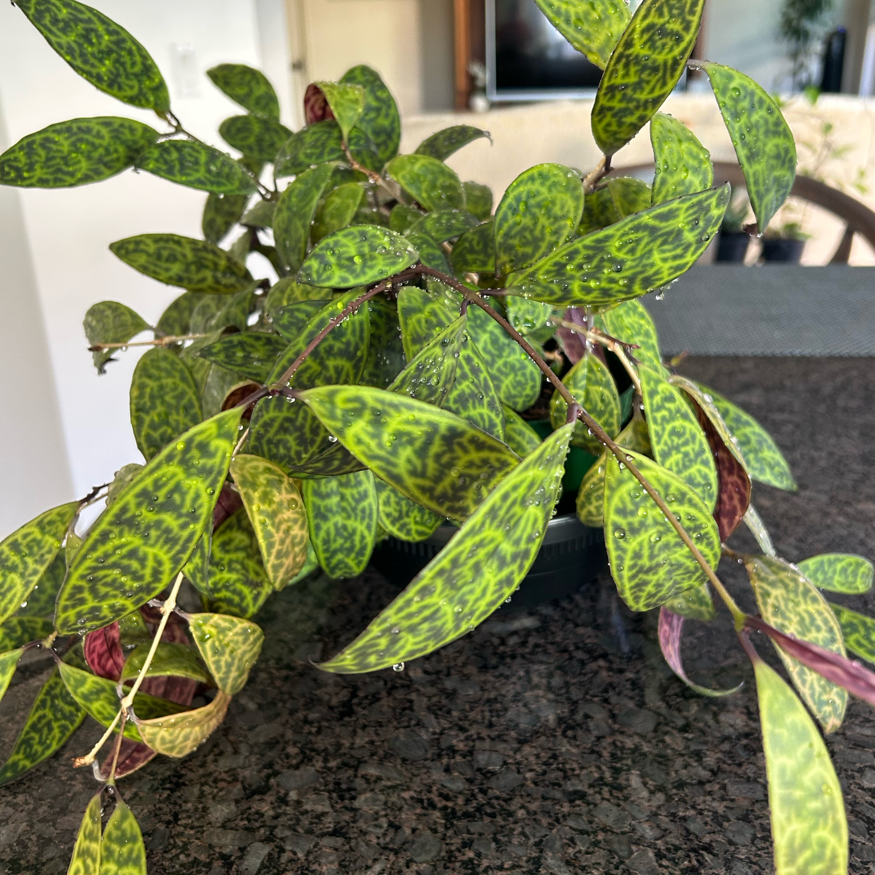 Black Pagoda Lipstick Plant plant photo by @MariansOasis named Whipstick on Greg, the plant care app.