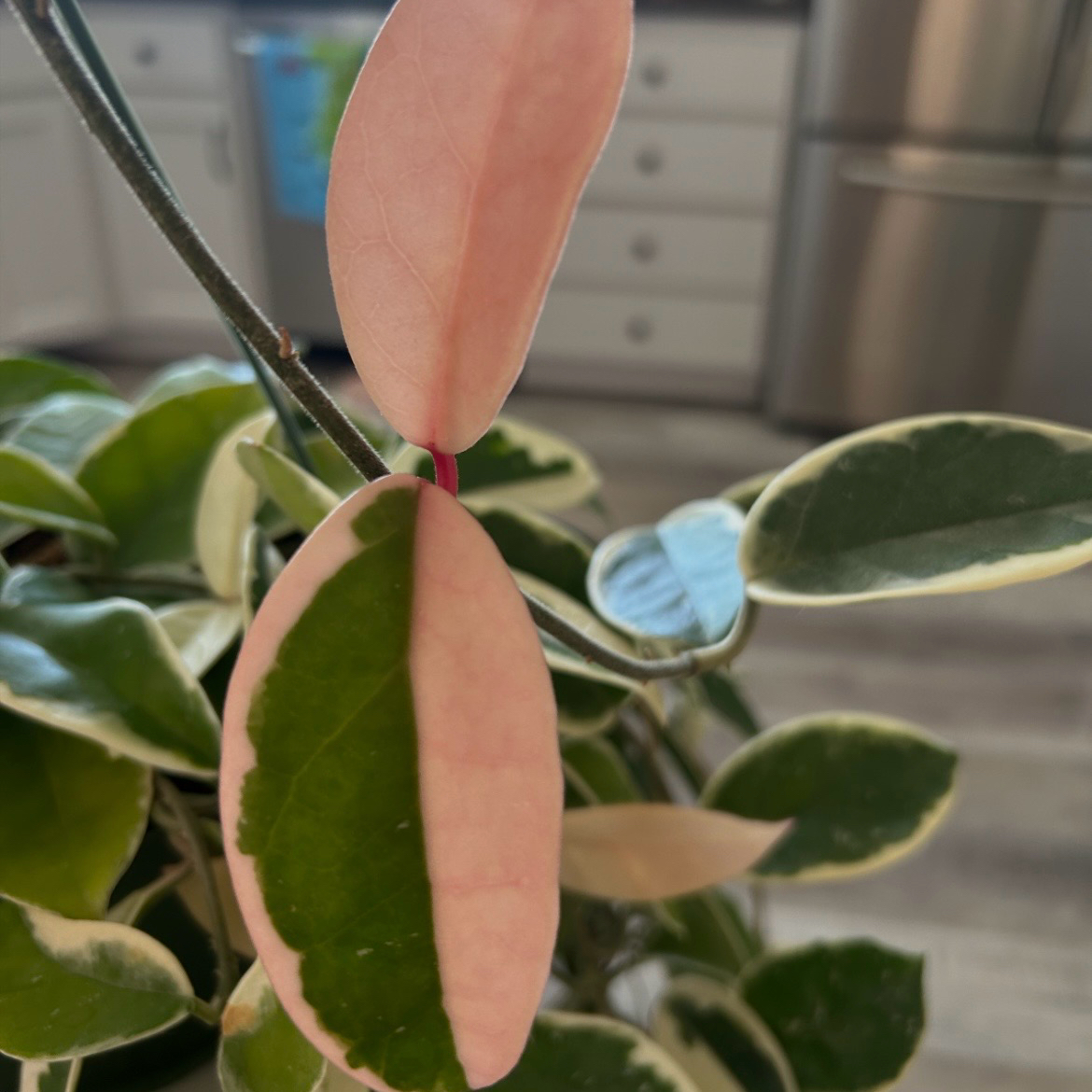 Waxplant plant photo by @MariansOasis named Belle on Greg, the plant care app.