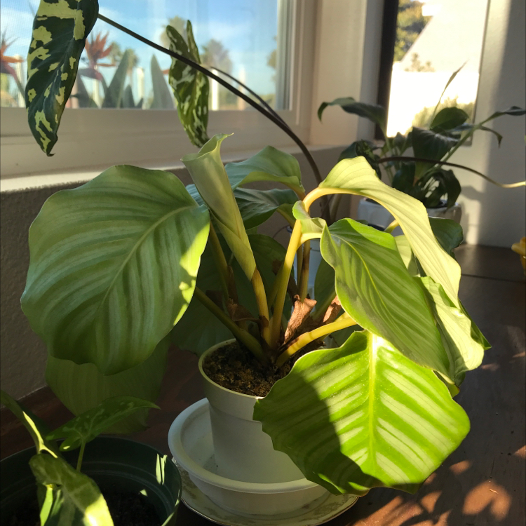 Calathea Orbifolia plant photo by @MariansOasis named Oliver on Greg, the plant care app.