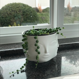 String of Pearls plant photo by @MariansOasis named Pearlita on Greg, the plant care app.