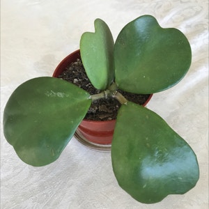Sweetheart Hoya plant photo by Mariansoasis named Chubby Baby on Greg, the plant care app.