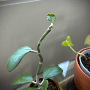 Sweetheart Hoya plant photo by @MariansOasis named Chubby Baby on Greg, the plant care app.