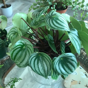 Watermelon Peperomia plant photo by Mariansoasis named Mr Melonhead on Greg, the plant care app.