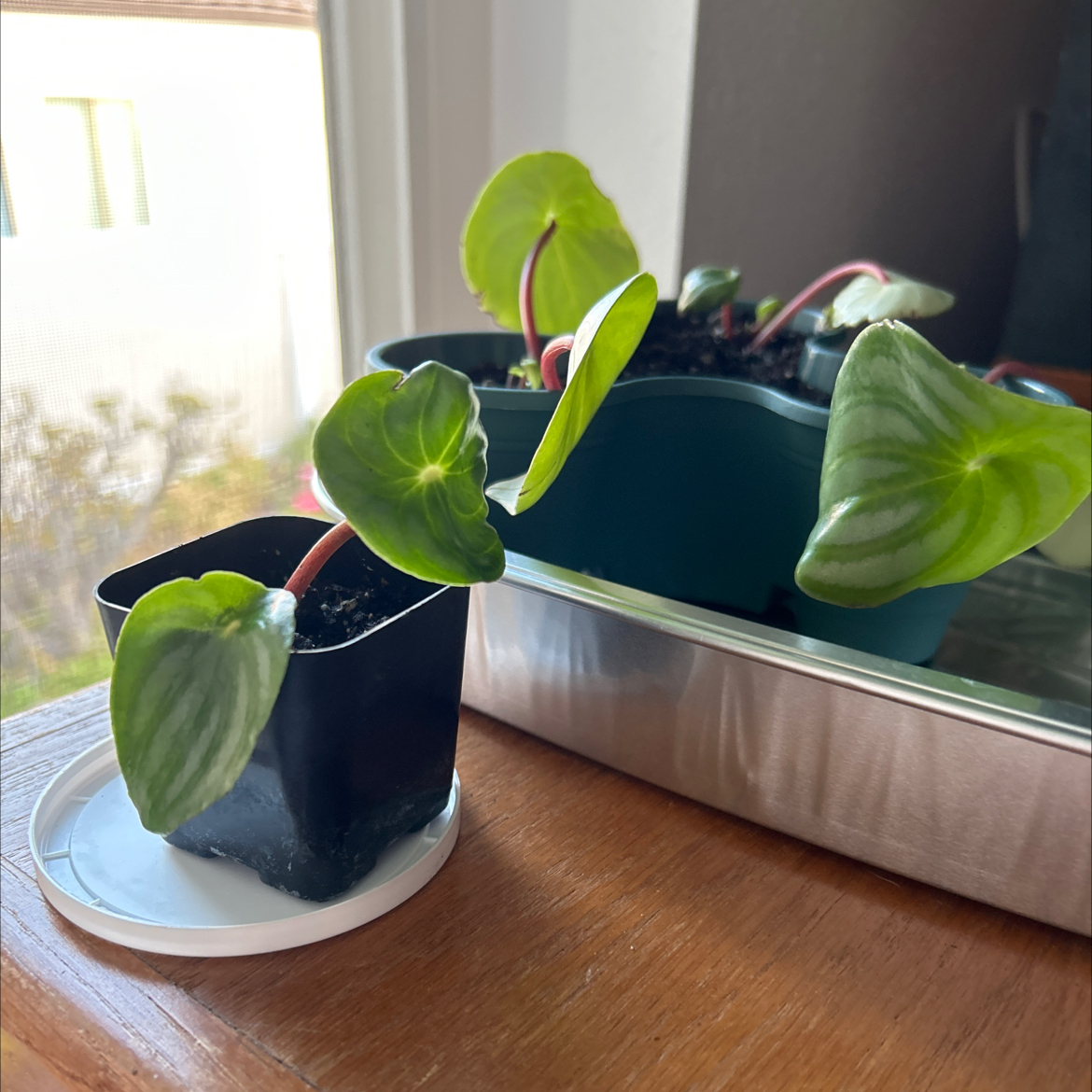 Watermelon Peperomia plant photo by @MariansOasis named Mr Melonhead on Greg, the plant care app.