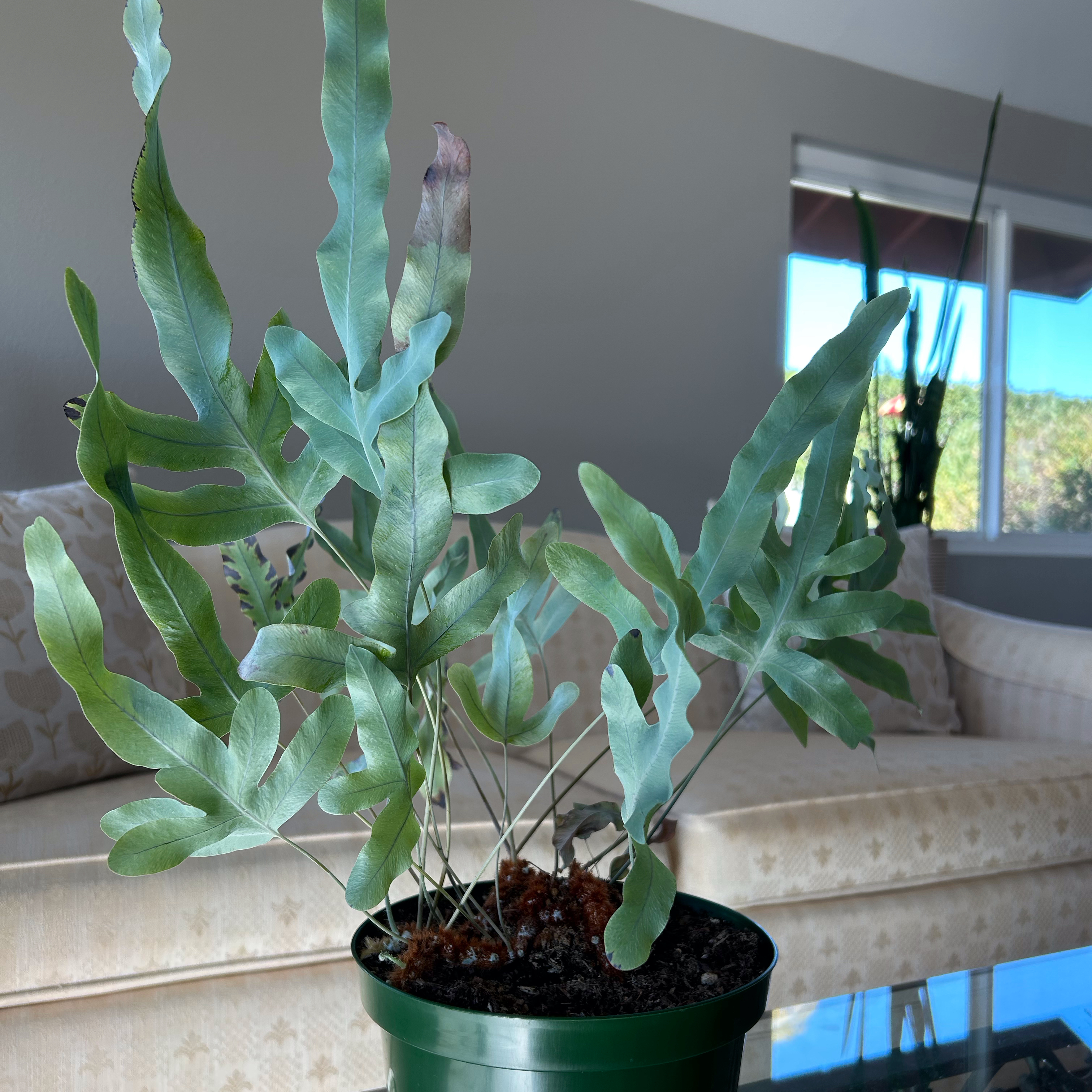 Blue Star Fern plant photo by @MariansOasis named Joni Mitchell on Greg, the plant care app.