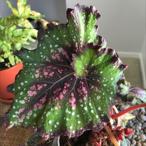 Rex Begonia plant photo by Mariansoasis named Eliza on Greg, the plant care app.