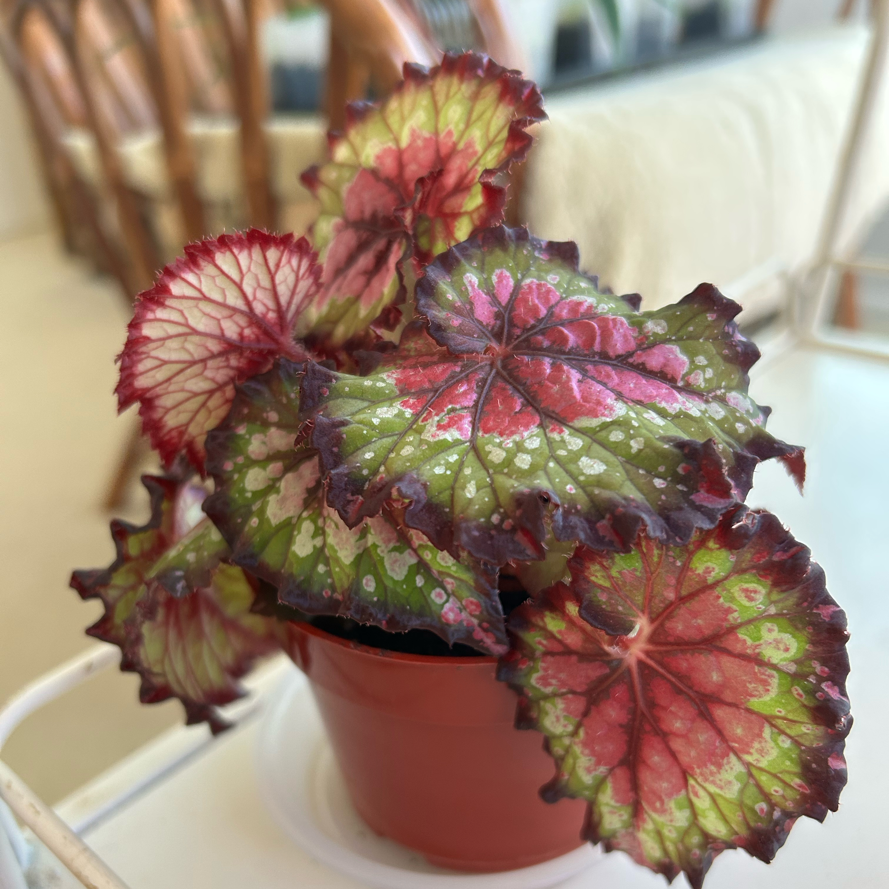 Rex Begonia plant photo by @MariansOasis named Eliza on Greg, the plant care app.