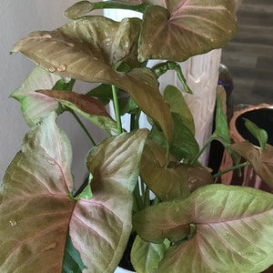 Arrowhead Plant plant photo by @MariansOasis named Blush Beauty on Greg, the plant care app.