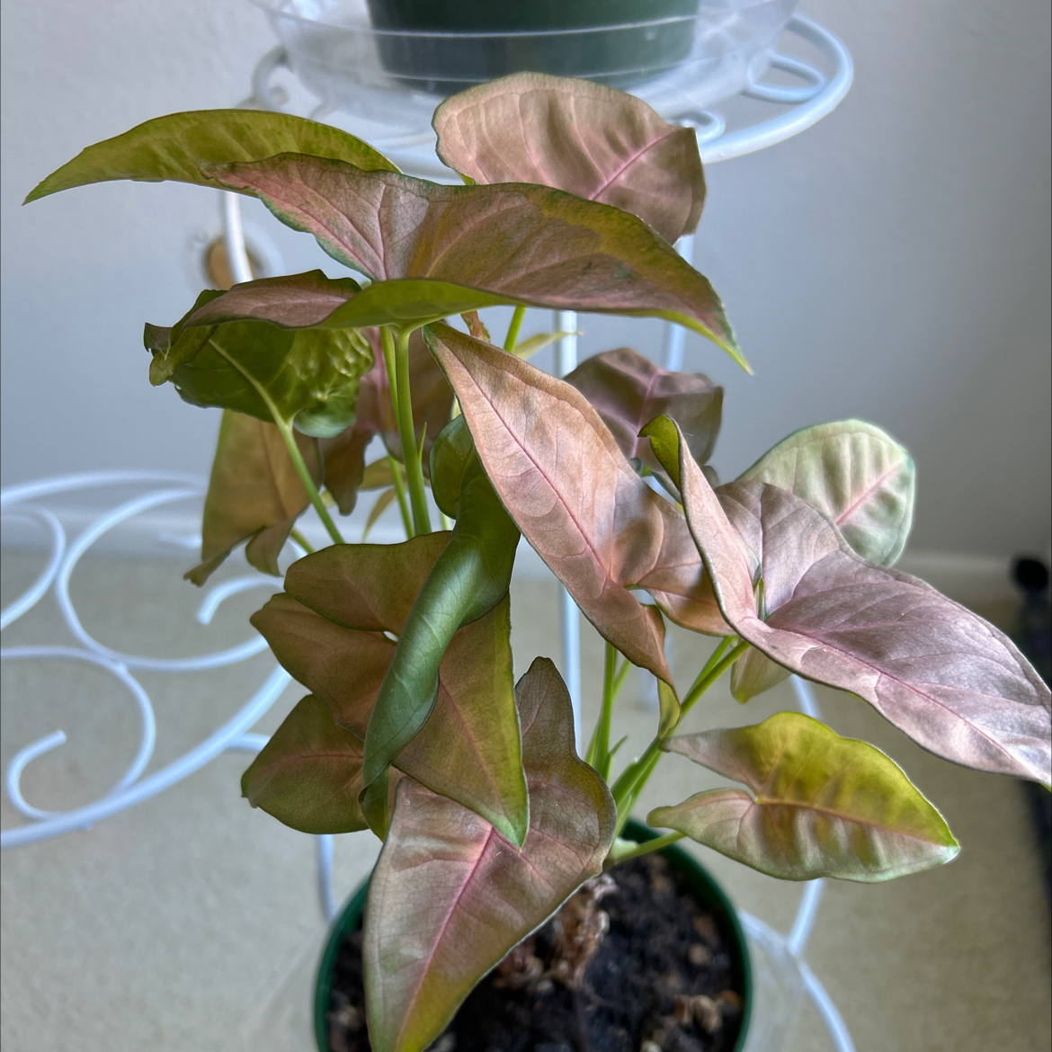 Arrowhead Plant plant photo by @MariansOasis named Blush Beauty on Greg, the plant care app.