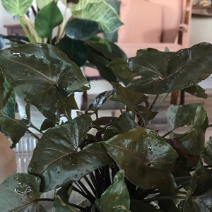 Arrowhead Plant plant photo by @MariansOasis named Bronze Beauty on Greg, the plant care app.