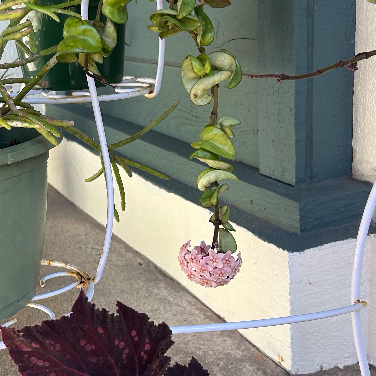 Waxplant plant photo by @MariansOasis named Marley on Greg, the plant care app.