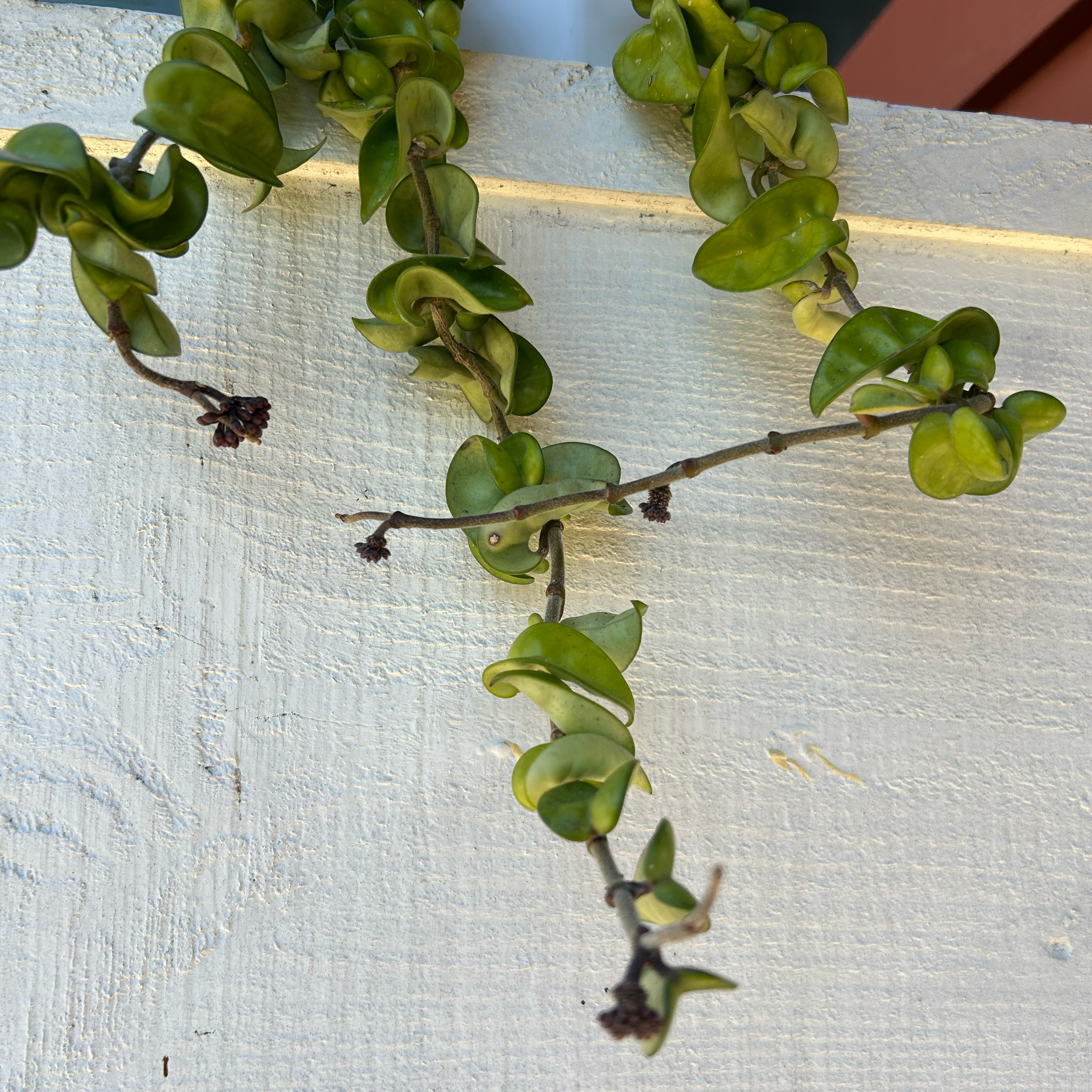 Waxplant plant photo by @MariansOasis named Marley on Greg, the plant care app.