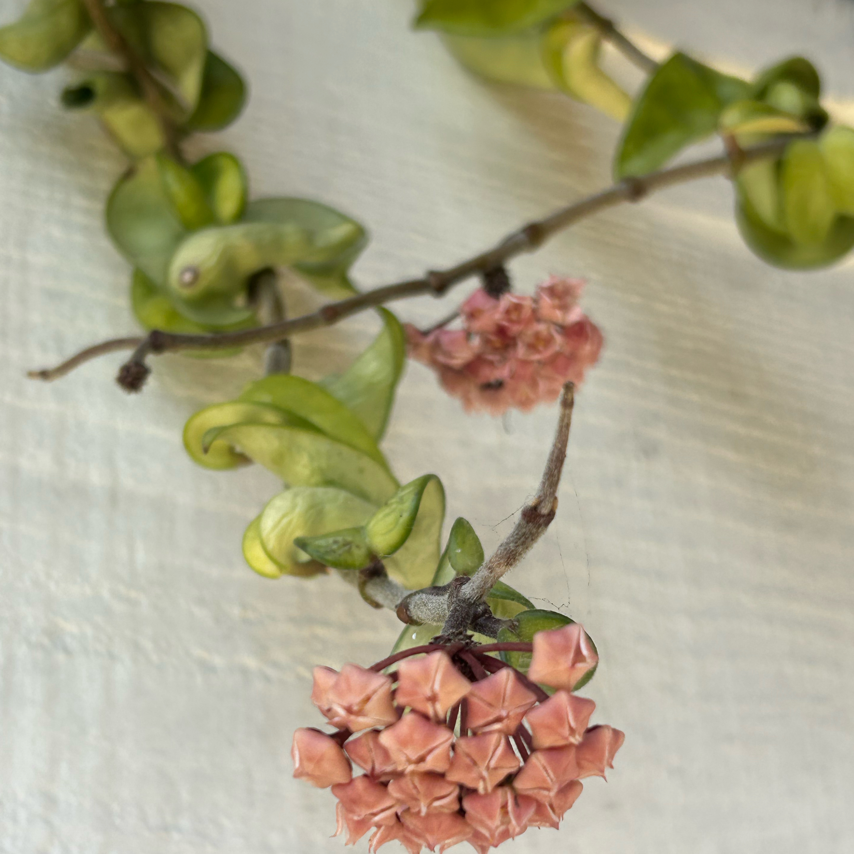 Waxplant plant photo by @MariansOasis named Marley on Greg, the plant care app.