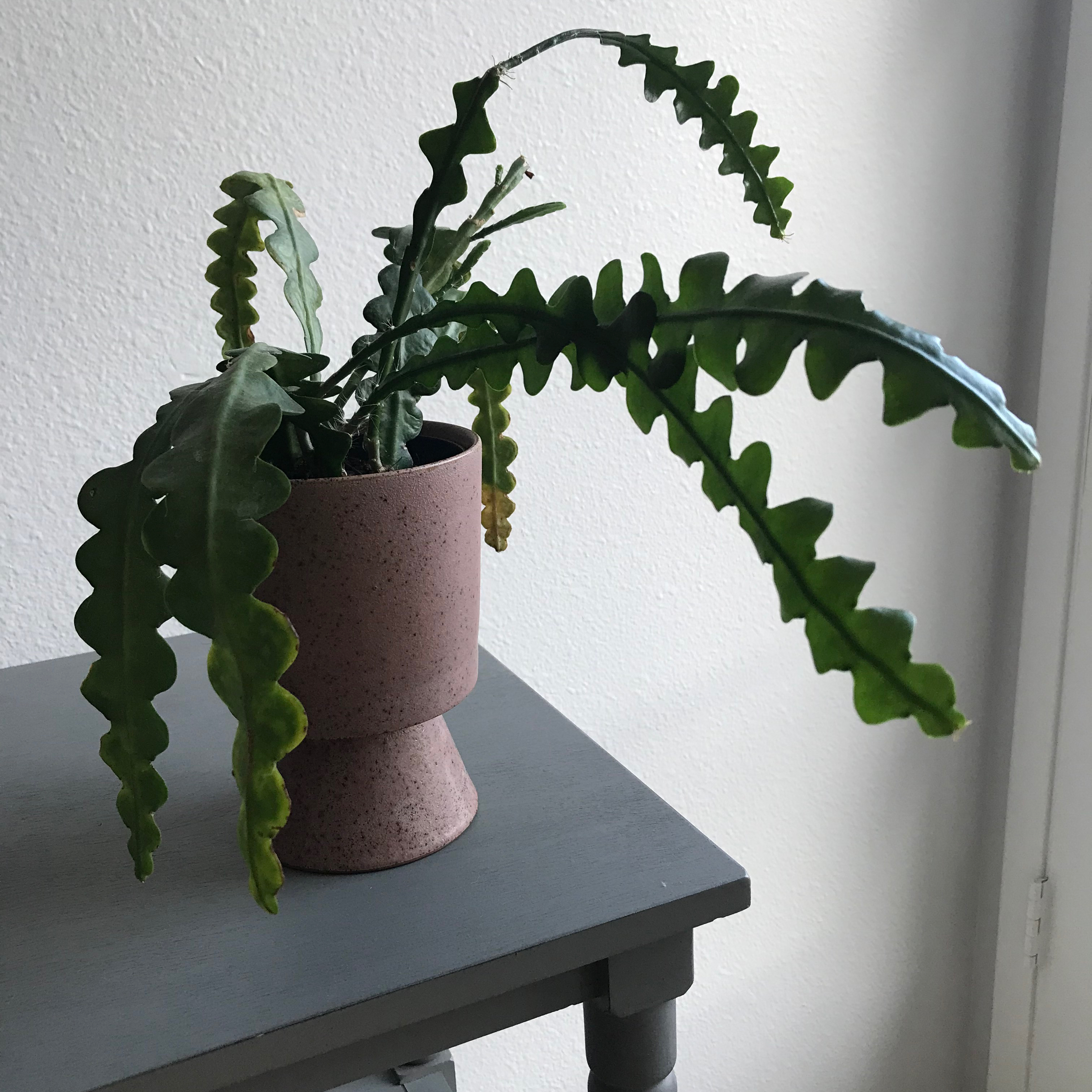 Photo of the plant species Fishbone Cactus by @MariansOasis named Drake on Greg, the plant care app