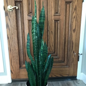 Snake Plant plant photo by Mariansoasis named Prince Eric on Greg, the plant care app.