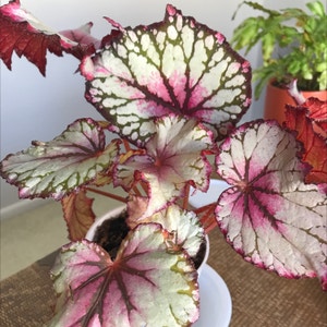 Rex Begonia plant photo by @MariansOasis named Hugh on Greg, the plant care app.